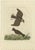 Sepp & Nozeman, Bird Illustration of the Crested Lark and Woodlark, 1809, Print For Sale