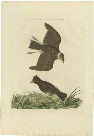 Sepp & Nozeman, Bird Illustration of the Crested Lark and Woodlark, 1809, Print