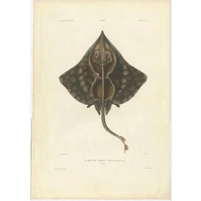 Gaimards Skate Raia Gaimardi, 1845, Hand-Colored Lithograph For Sale - Image 3 of 10
