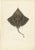 Gaimards Skate Raia Gaimardi, 1845, Hand-Colored Lithograph For Sale - Image 3 of 10