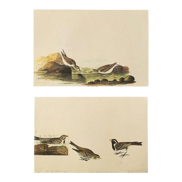 1966 Vintage Cottage Print "Little Sandpiper & Lapland Longspur" After John James Audubon For Sale