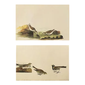 1966 Vintage Cottage Print "Little Sandpiper & Lapland Longspur" After John James Audubon