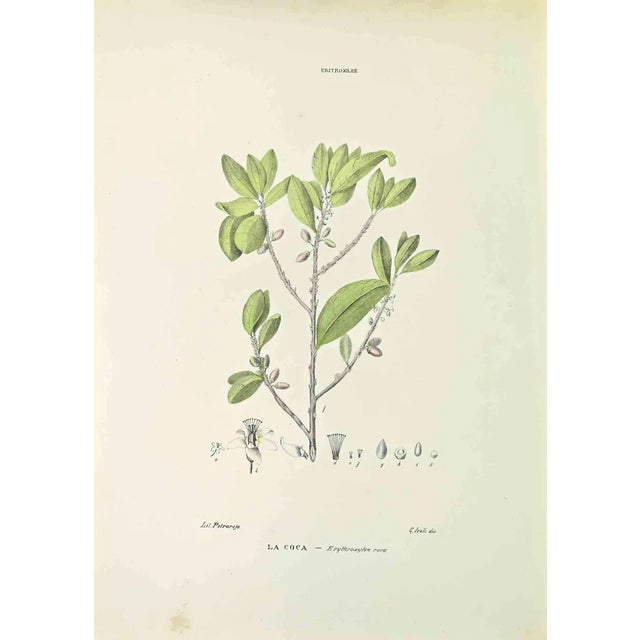 Vincenzo Tenore, The Coke, Lithograph, 1870s For Sale