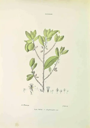 Vincenzo Tenore, The Coke, Lithograph, 1870s