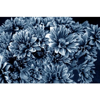 Contemporary Photograph, Botanical 48 For Sale