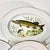 1960s Vintage Adirondack Rustic European Porcelain Fish Dinnerware - 9 Piece Set. For Sale - Image 17 of 17