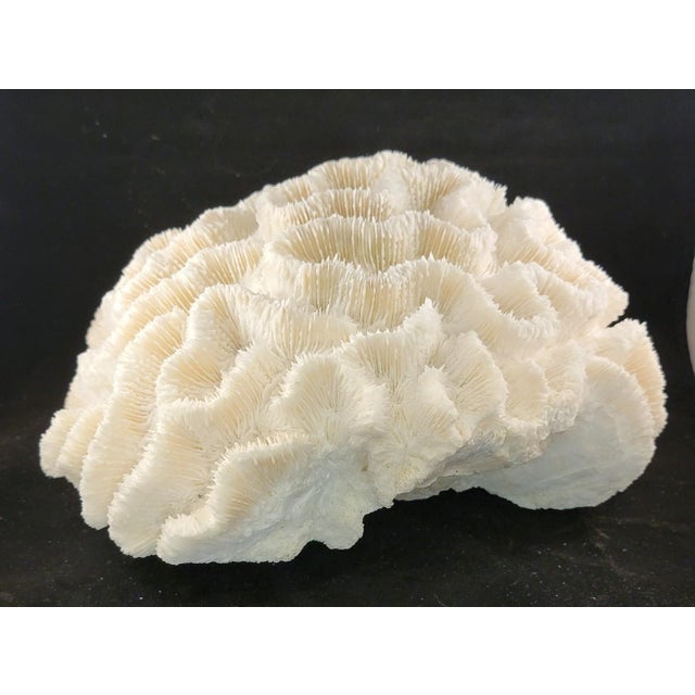 Beautiful large brain coral speciman. Great display piece for home decor. Measures approximately 10 1/2" W x 10" D x 5...