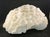 Beautiful large brain coral speciman. Great display piece for home decor. Measures approximately 10 1/2" W x 10" D x 5...