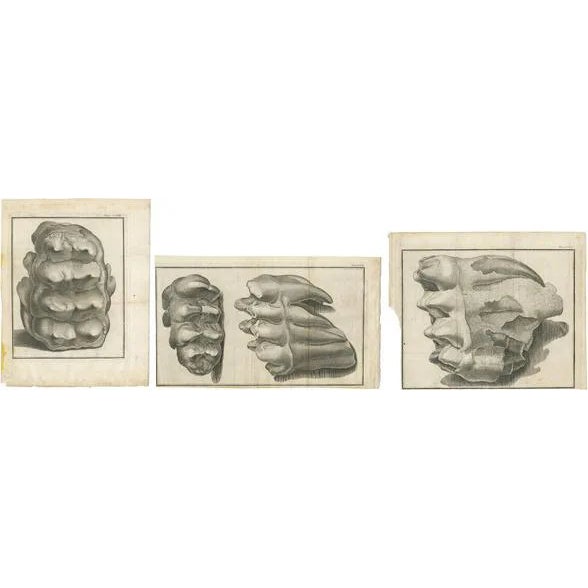 Antique Prints of Mammoth Fossils, 1810, Set of 3 For Sale