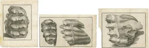 Antique Prints of Mammoth Fossils, 1810, Set of 3