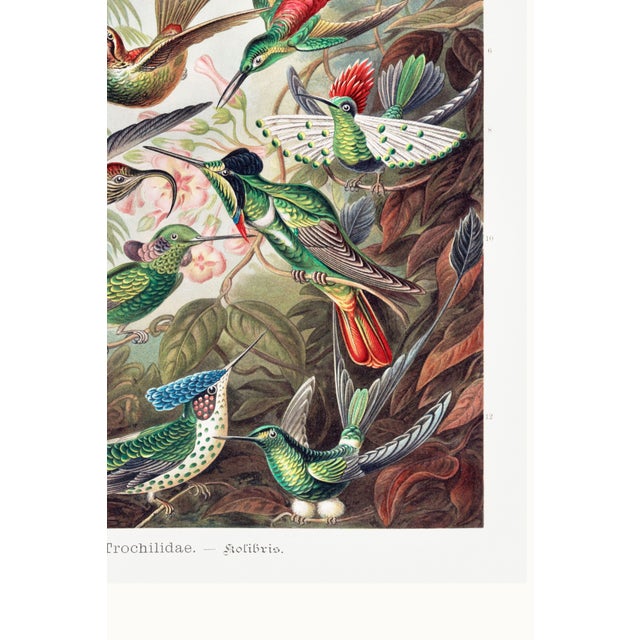 Hummingbirds Vintage Art Print Reproduction, Natural History Bird Artwork, 20" X 30" For Sale - Image 10 of 10