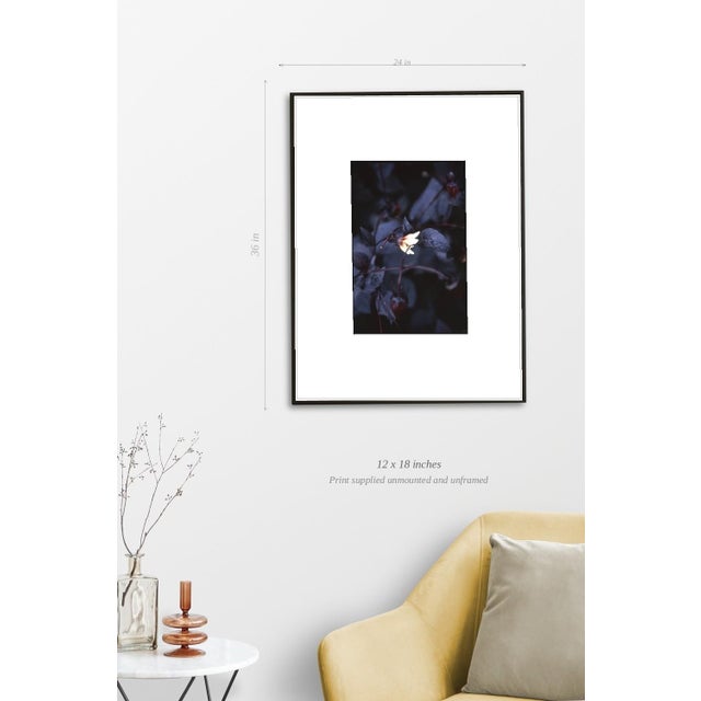 Paul Cooklin, Aquilegan, Edition of 50 For Sale - Image 4 of 7