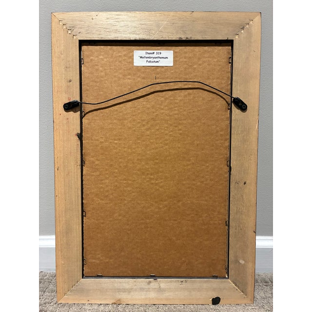 Late 20th Century Vintage Mesembryanthemum Falc Atum Botanical Illustration Print in Black & Gold Frame For Sale - Image 5 of 5