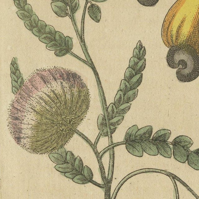 Paper Bertuch, Cashew Apple and Nut with Acacia, 1805, Print For Sale - Image 7 of 12