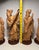 1940s Republic Era Chinese Hand Carved Wood Immortals Statues- Set of 4 For Sale - Image 10 of 12