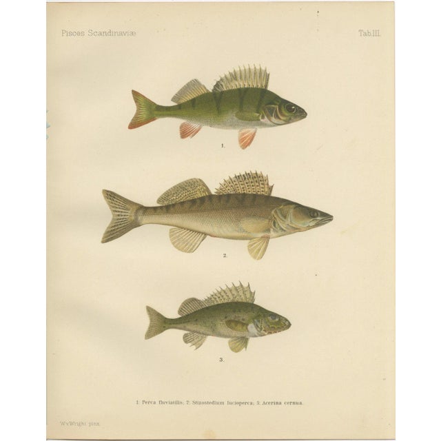 Late 19th Century Wilhelm von Wright, Perch, Pike-Perch, and Ruffe, 1895, Lithograph on Paper For Sale - Image 5 of 5