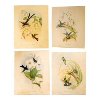 Set of 4 1946 John Gould Hummingbird Lithograph | Vintage Bird Print | i.b. Fischer Co. | 16 X 20 | Botanical Wall Art For Sale