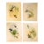 Set of 4 1946 John Gould Hummingbird Lithograph | Vintage Bird Print | i.b. Fischer Co. | 16 X 20 | Botanical Wall Art For Sale