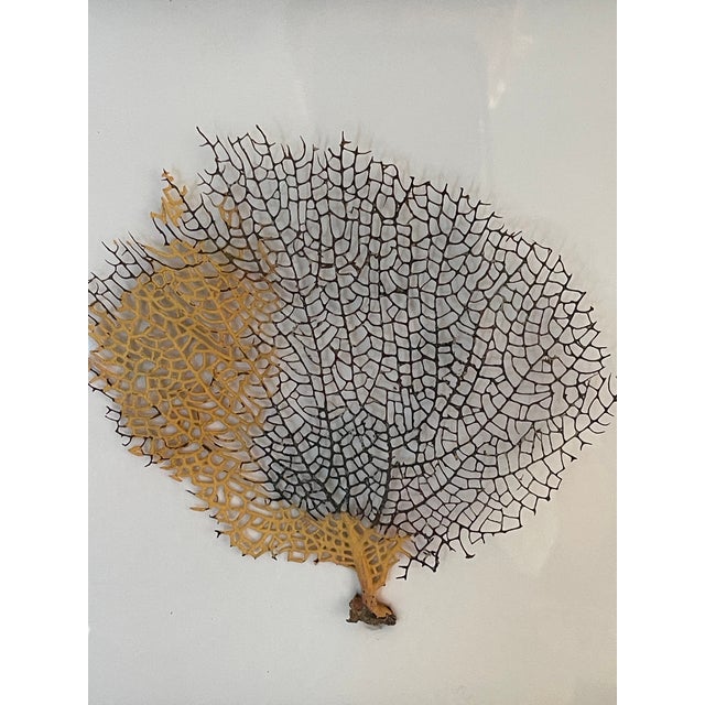 Two Natures Beauty Sez Brunches Framed For Sale - Image 9 of 9