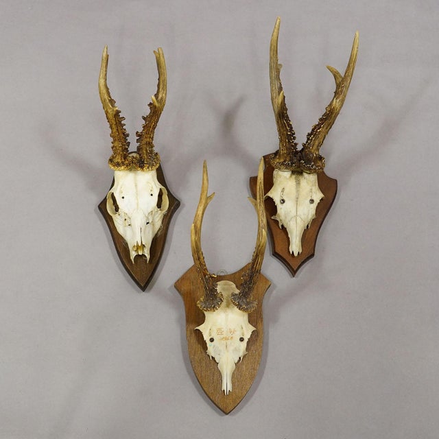 1960s Vintage Set of Six Roe Deer Trophies on Wooden Plaques Germany ca.1950/1960s For Sale - Image 5 of 8