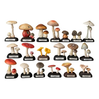 20th Century Educational Mushroom Models attributed to Deyrolle, France, 1960s, Set of 19 For Sale
