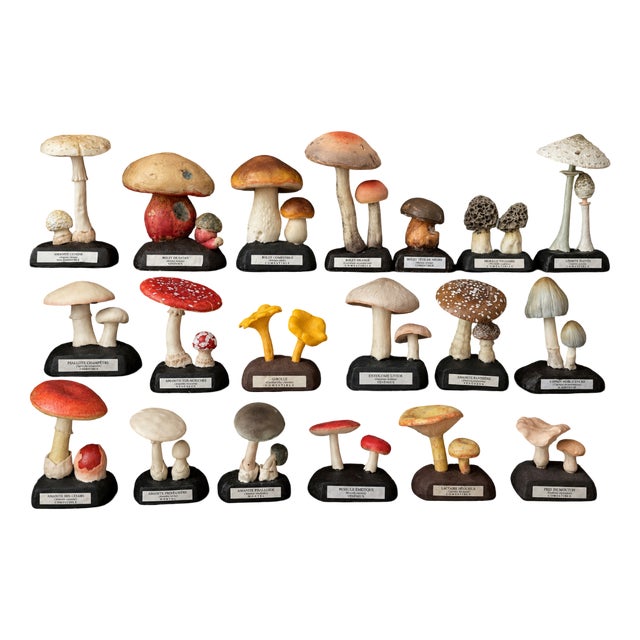 20th Century Educational Mushroom Models attributed to Deyrolle, France, 1960s, Set of 19 For Sale