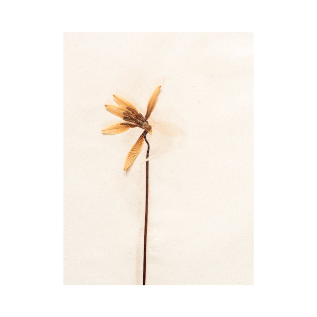 Antique Herbarium - Adder's Tongue, Circa 1890 - 1915 For Sale - Image 4 of 4