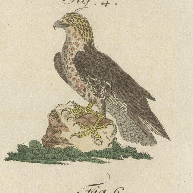 Bertuch, Six Hawks and Buzzards, Birds of Prey, 1805, Print For Sale - Image 4 of 12