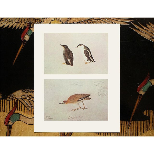 Marbled Murrelet and Mountain Plover After Audubon, 1966 Cottage Prints For Sale In Dallas - Image 6 of 7