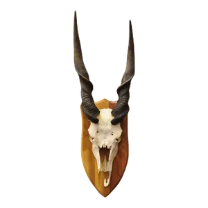 Vintage African Eland Skull Mount With Twisted Horns Taxidermy Cabin Decor