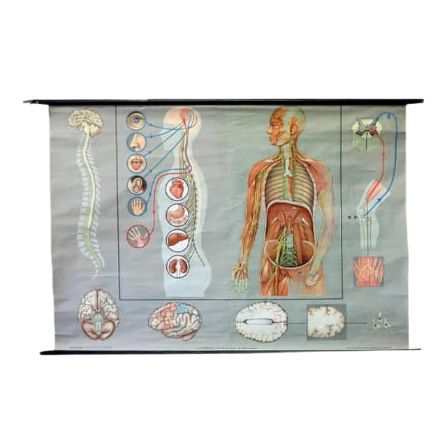 Vintage School Poster of the Nervous System For Sale