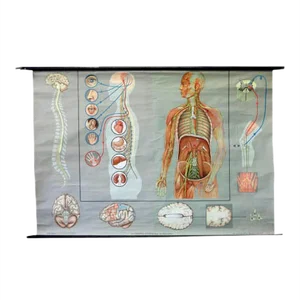 Vintage School Poster of the Nervous System