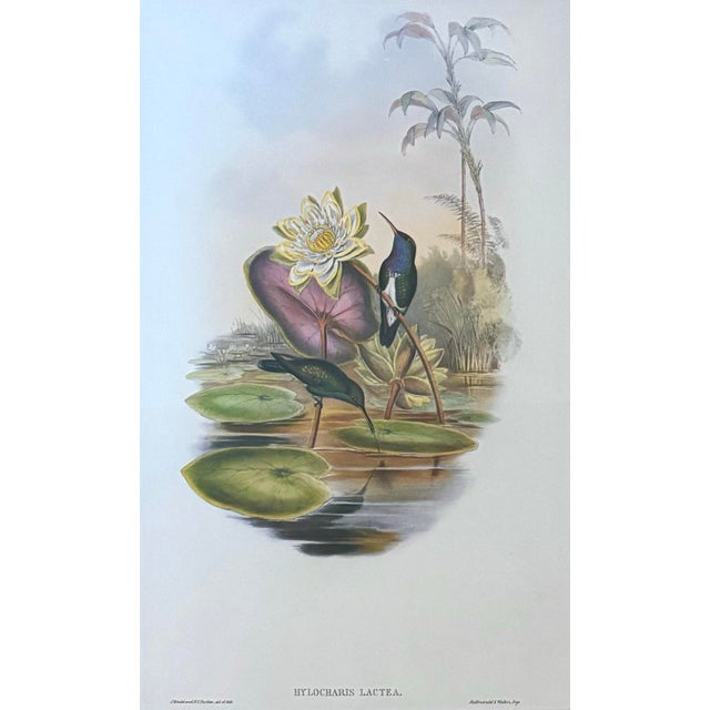 Beautifully matted and framed, this large Gould Hummingbird Print, Pl. 343, features the blue-breasted sapphire in its...