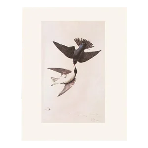 1966 Vintage Cottage Print "White-Bellied Swallow" After John James Audubon