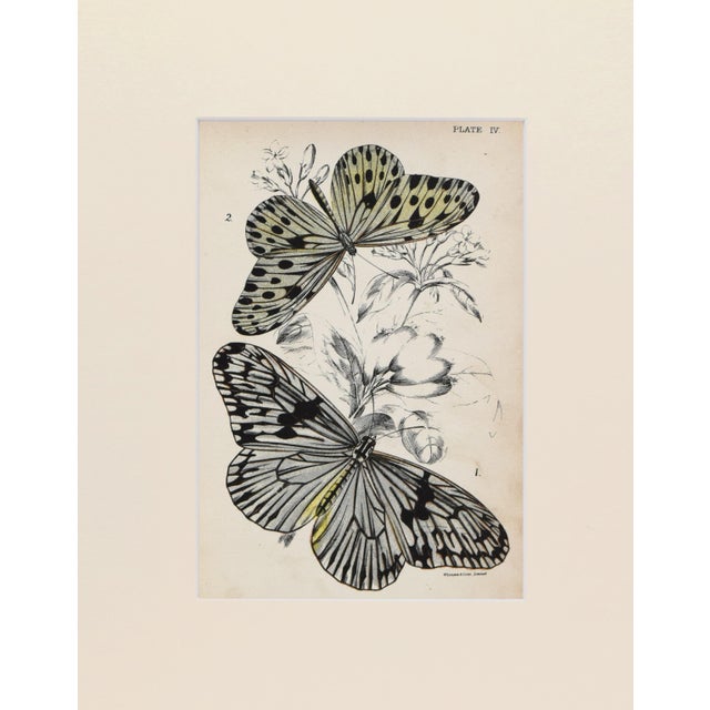 19th Century chromolithograph published 1894-97, London for "Lloyds's Natural History. " Edited by R. Bowdler Sharpe, W....