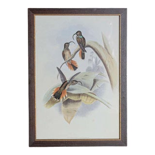 19th Century Bird Print - One of 24 For Sale