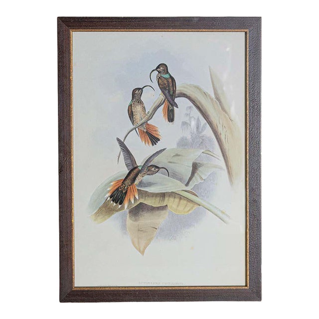 19th Century Bird Print - One of 24 For Sale