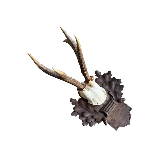 Roe deer tropohy on carved wood plaque with acorns and oak leaves,