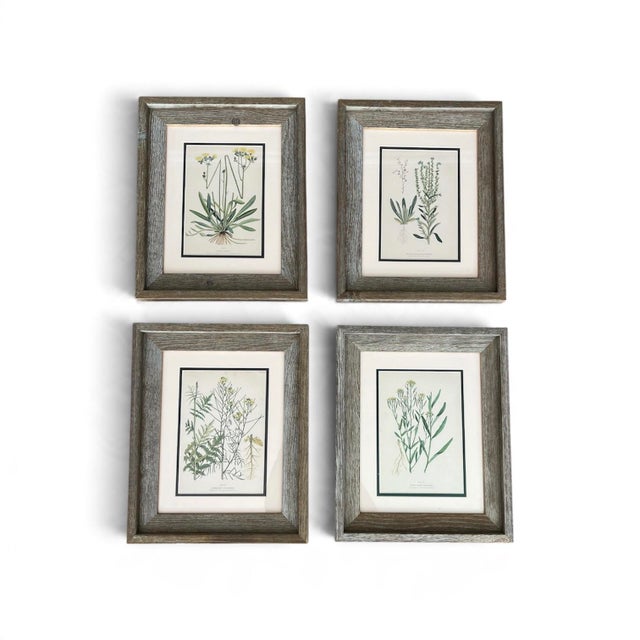 This is a beautiful set of 4 authentic 1910 Canadian farm weed prints that have been newly matted and assembled in a...