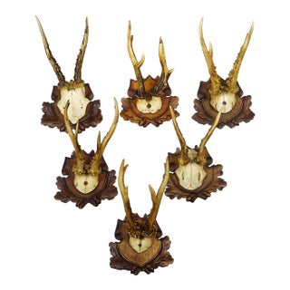 Antique Set of Black Forest Roe Deer Trophies, Germany Ca. 1890s/1900s For Sale