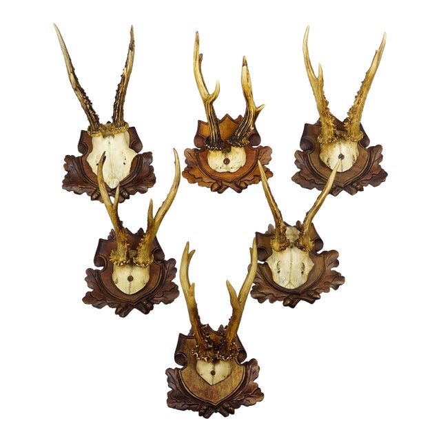 Antique Set of Black Forest Roe Deer Trophies, Germany Ca. 1890s/1900s For Sale