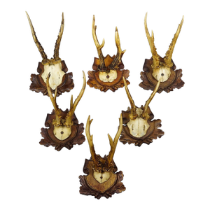 Antique Set of Black Forest Roe Deer Trophies, Germany Ca. 1890s/1900s