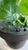 Classic Movie Memorabilia Animated Audrey Plant For Sale - Image 10 of 15