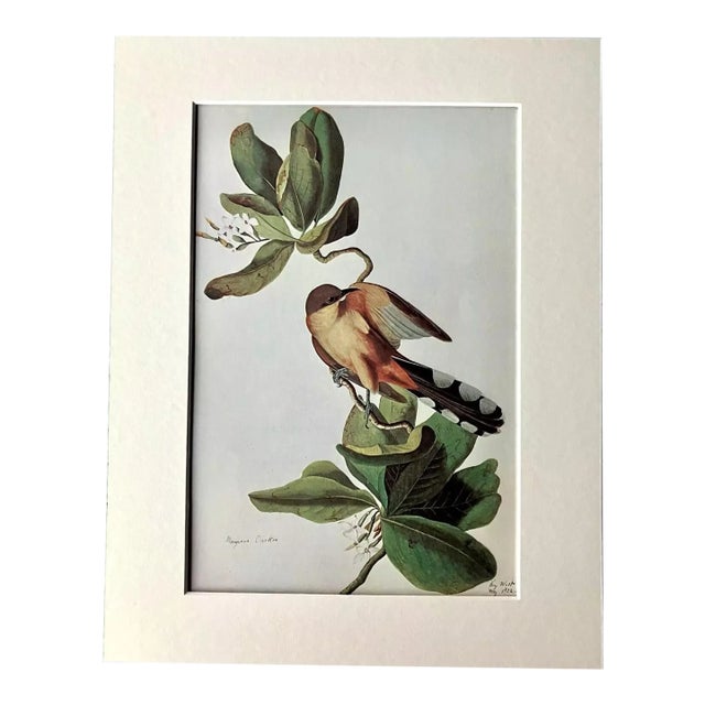 Vintage John James Audubon Matted Print, 1966: Mangrove Cuckoo For Sale