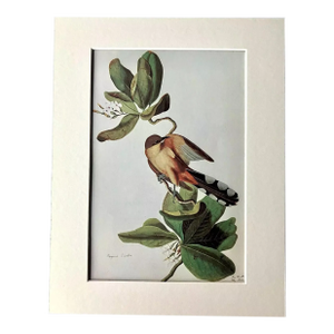 Vintage John James Audubon Matted Print, 1966: Mangrove Cuckoo