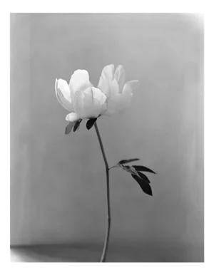 Ugne Pouwell, Peony, Photography