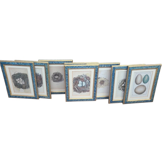 Set of 8 Antique 18th & 19th C Oological Engraving Prints of Eggs & Nests For Sale - Image 9 of 11