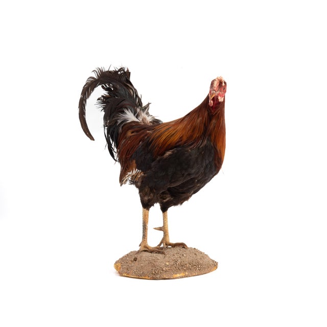 Life-Size Gamecock Taxidermy Mount Brilliant Red Orange Plumage Sand Mount Rooster For Sale - Image 9 of 17
