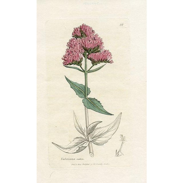 Original hand-colored botanical print from an early edition of “English Botany”, the monumental work by James Sowerby that...
