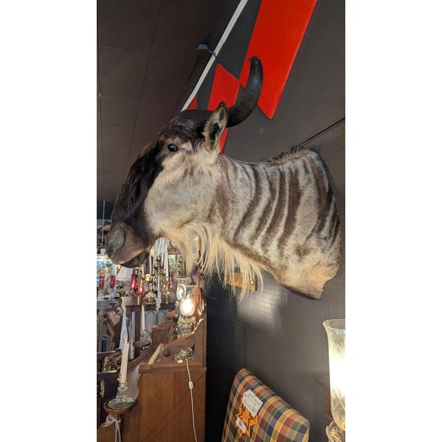 Late 20th Century Wildebeest Mount For Sale - Image 4 of 9